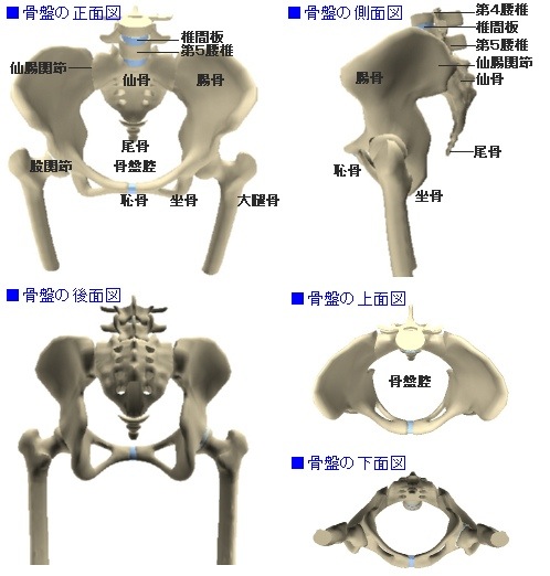 ペダリング考察8 骨格図から見る 骨盤を立てる の意味 Siamo Nati Liberi